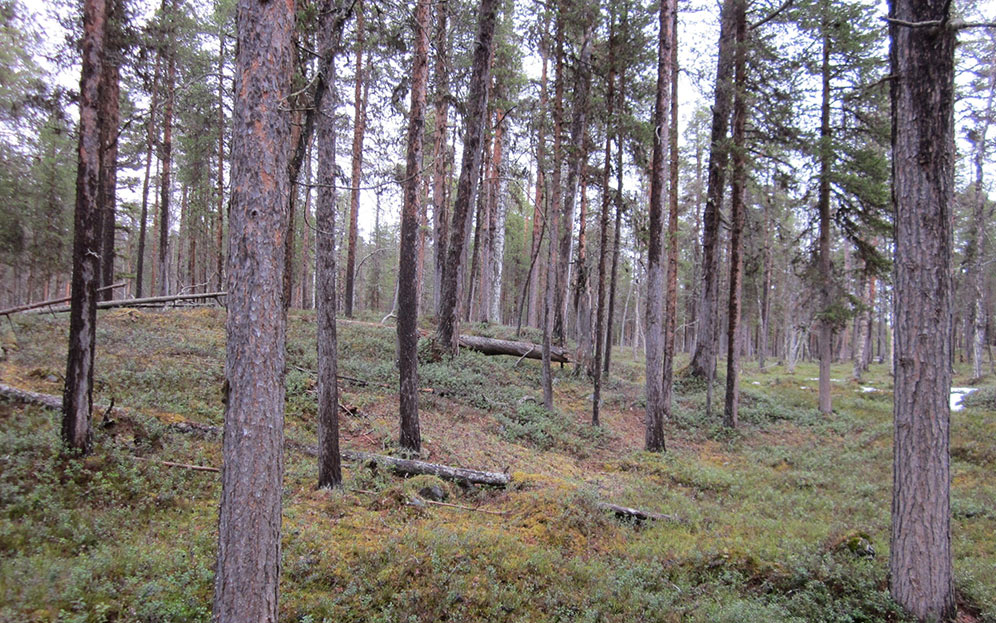 Compensation of ecosystem services as part of the ecological compensation of the Sakatti Project