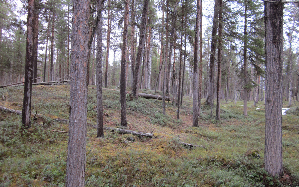 Ekologinen kompensaatio”