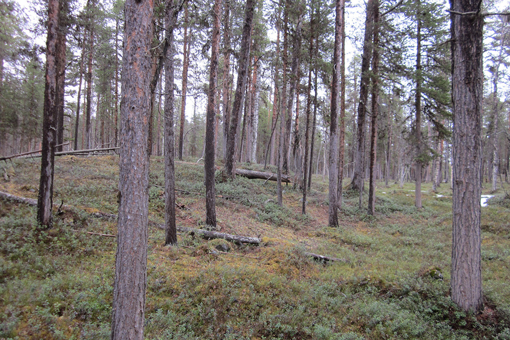 Forest